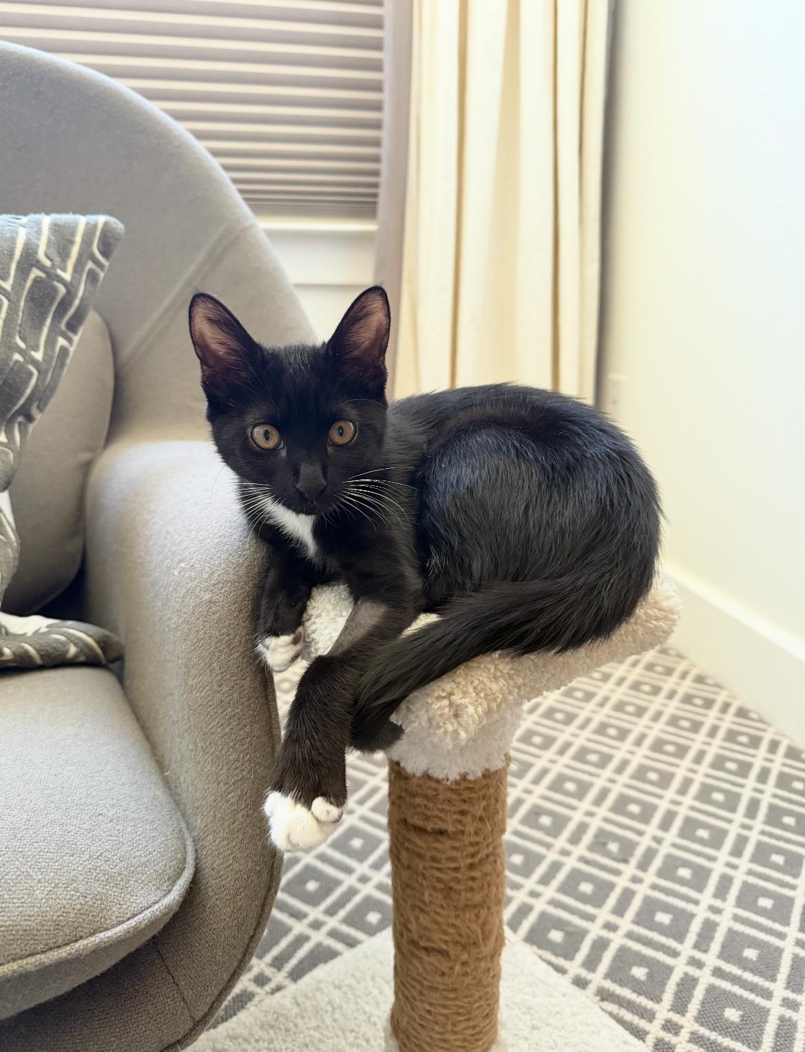 Enlarge Bridgette, an adopted Domestic Medium Hair in Denver, CO image 6/6