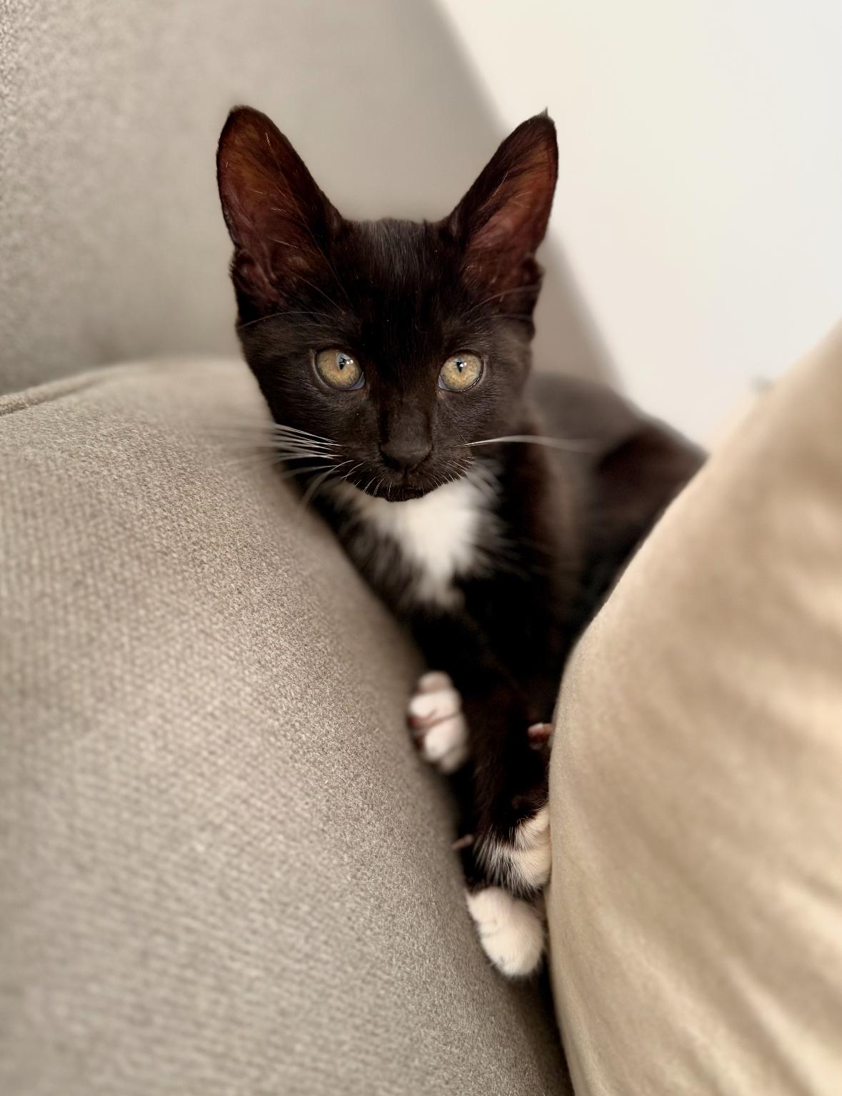 Enlarge Bridgette, an adopted Domestic Medium Hair in Denver, CO image 2/6