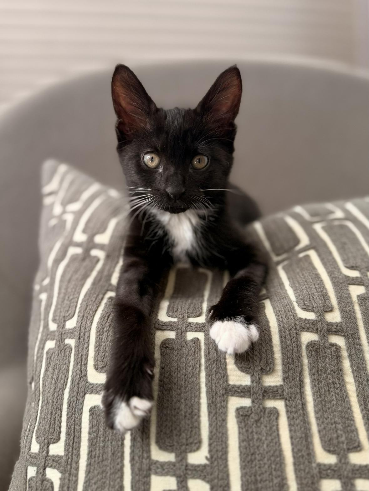 Bridgette, adopted, Kitten Female Domestic Medium Hair.