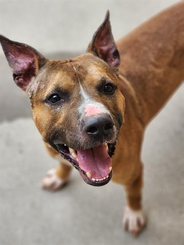 FISH, Adoptable, Adult Male Bull Terrier & Mixed Breed.