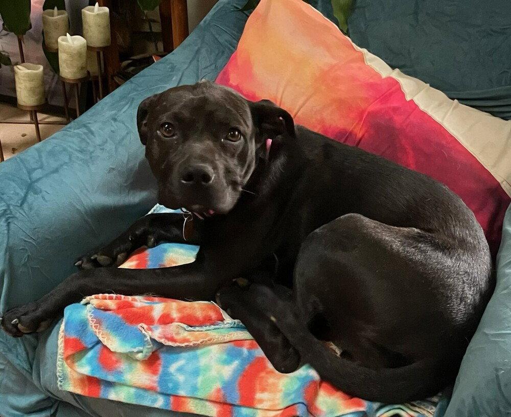 Snooki, a Adoptable Terrier in Candler, NC image 1/3