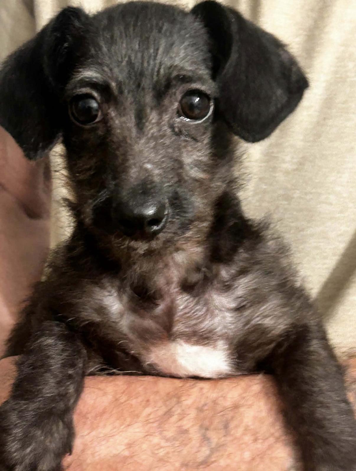 Shorty, Adoptable, Young Male Wirehaired Dachshund.