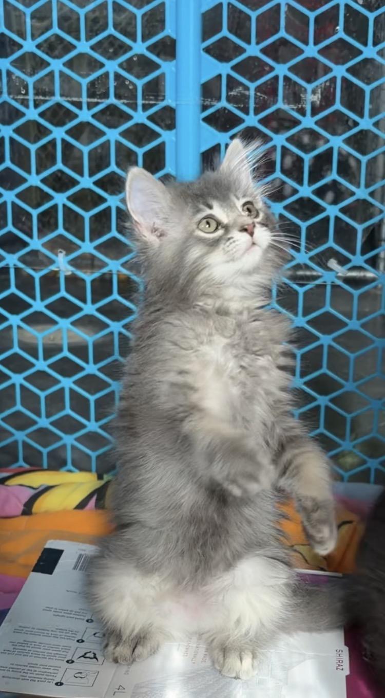 Snuggles, Adoptable, Kitten Female Domestic Medium Hair.
