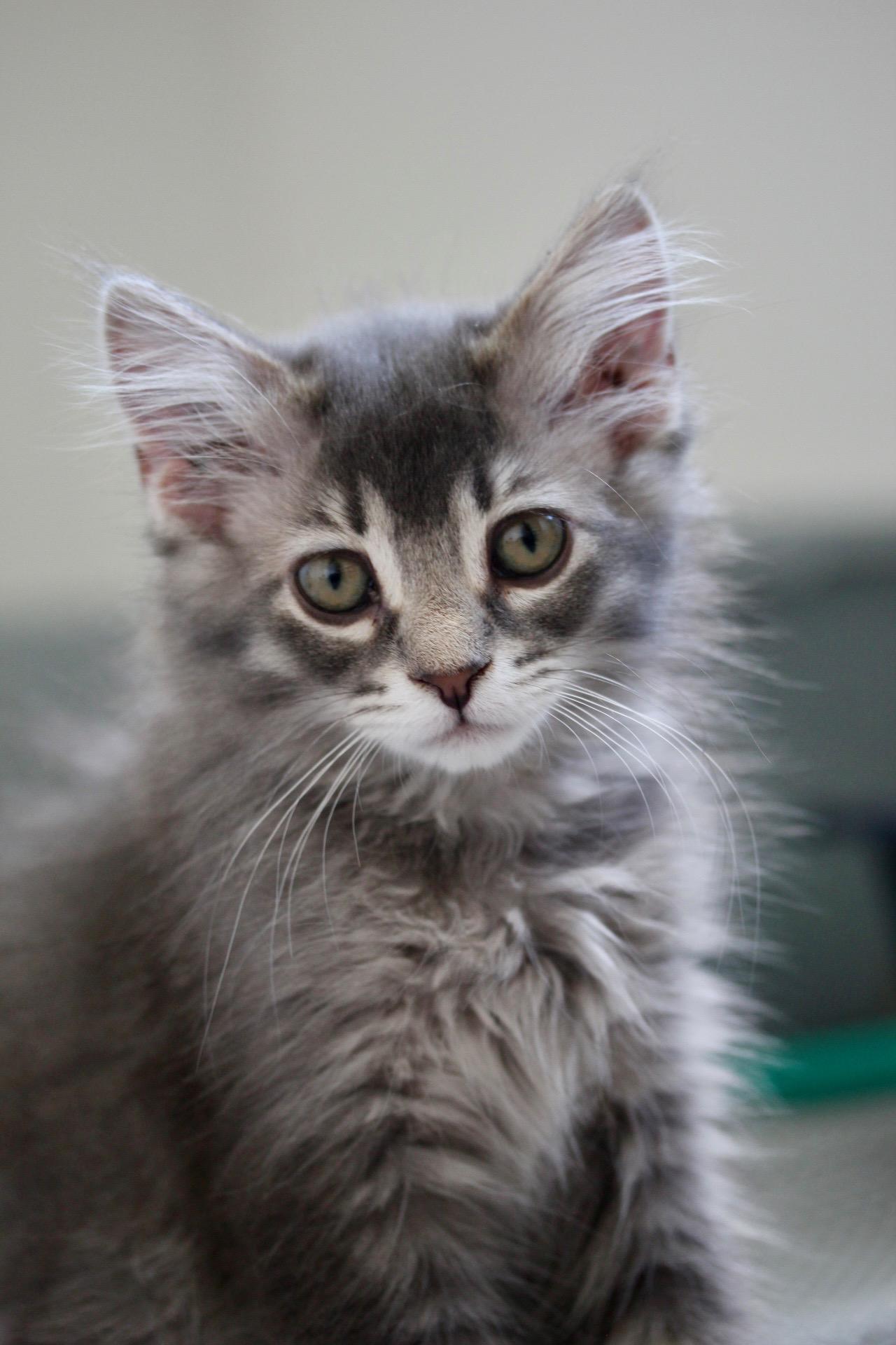 Enlarge Snuggles, a Adoptable Domestic Medium Hair in Steinbach, MB image 2/6