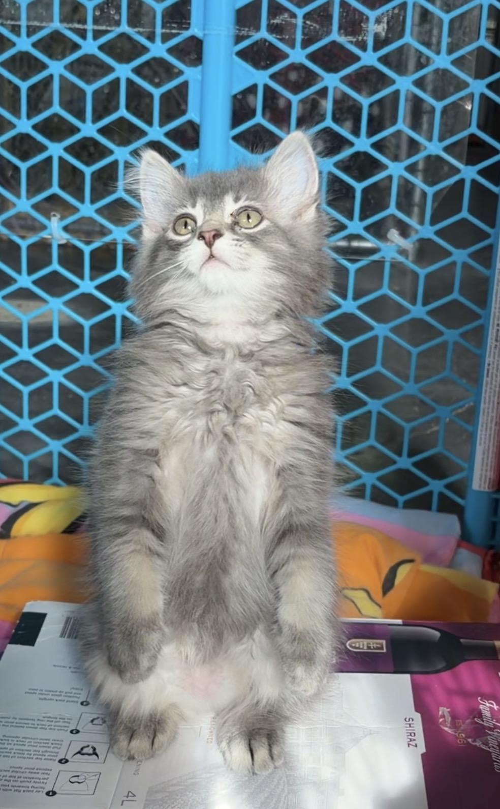 Enlarge Snuggles, a Adoptable Domestic Medium Hair in Steinbach, MB image 3/6