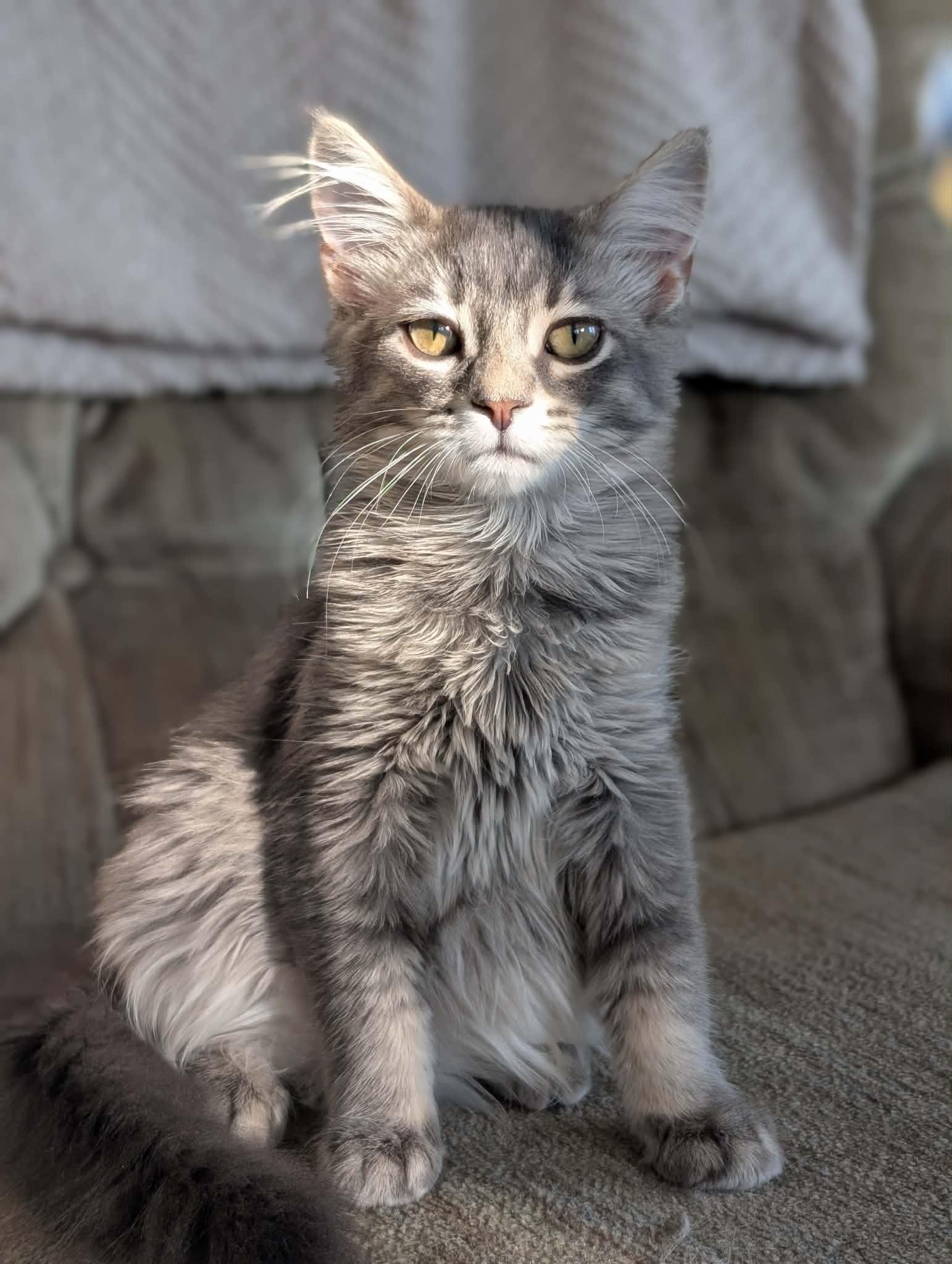 Enlarge Snuggles, a Adoptable Domestic Medium Hair in Steinbach, MB image 4/6