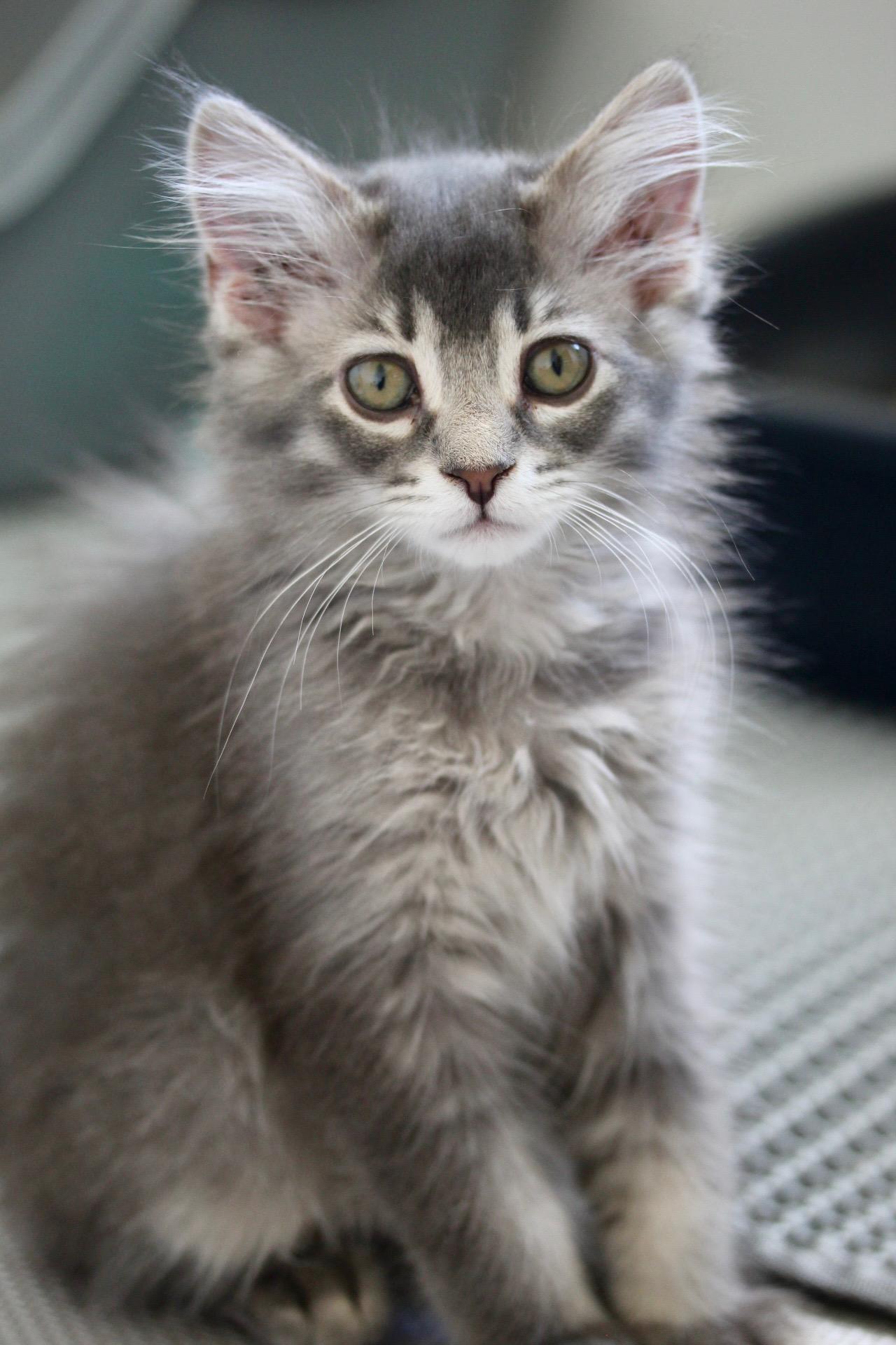 Enlarge Snuggles, a Adoptable Domestic Medium Hair in Steinbach, MB image 5/6