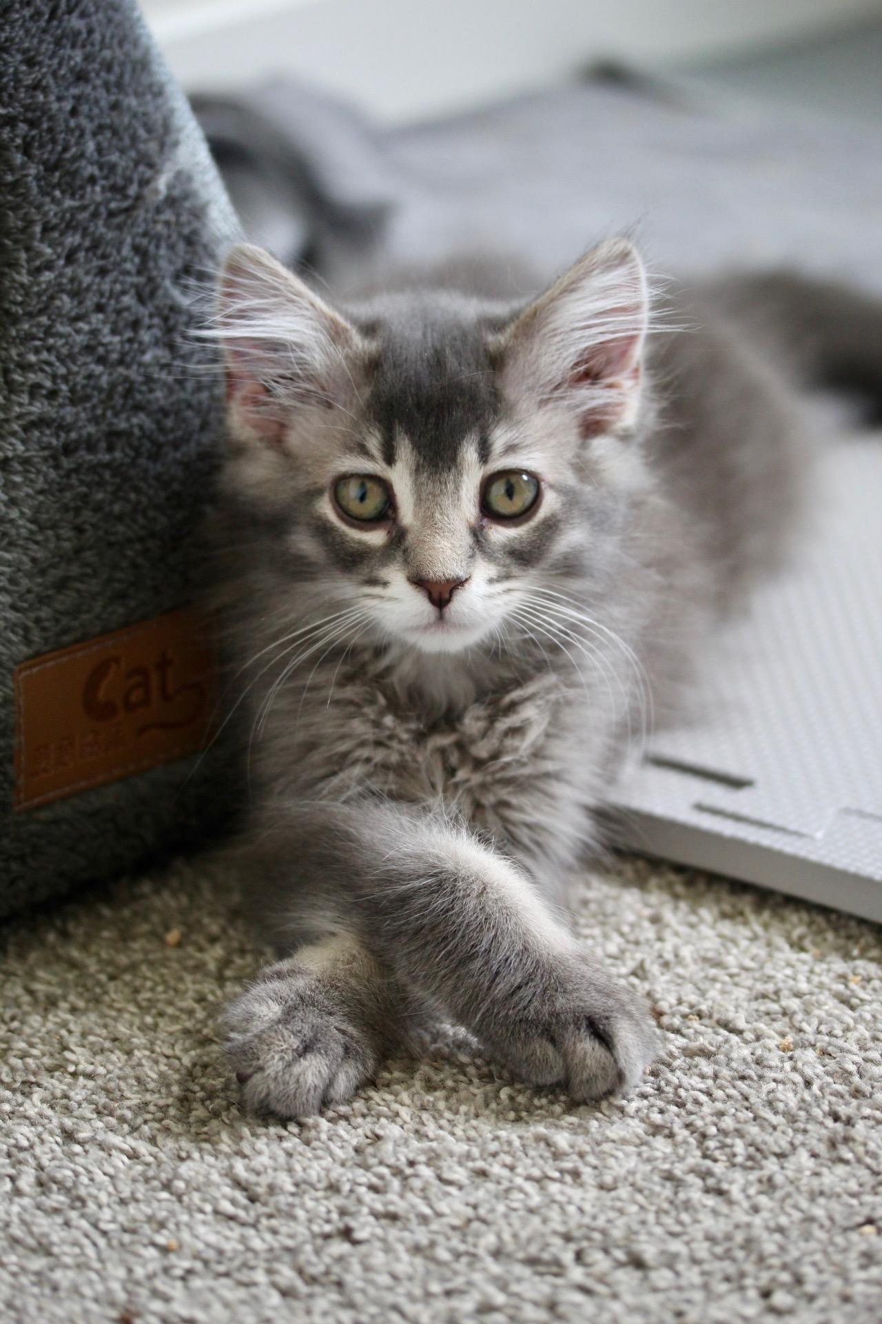Enlarge Snuggles, a Adoptable Domestic Medium Hair in Steinbach, MB image 6/6