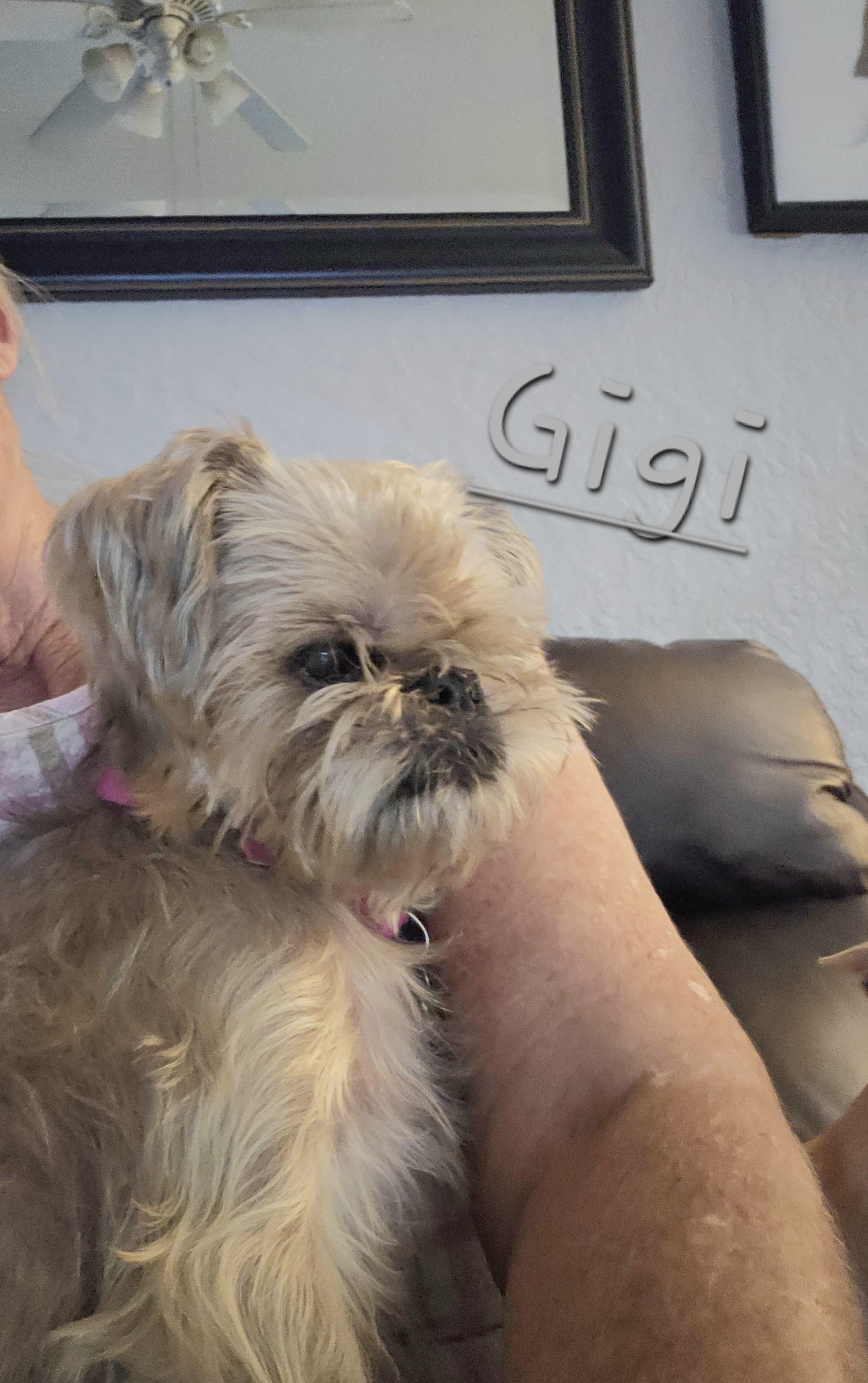 Enlarge Gigi, a Adoptable mixed breed in Weeki Wachee, FL image 1/6