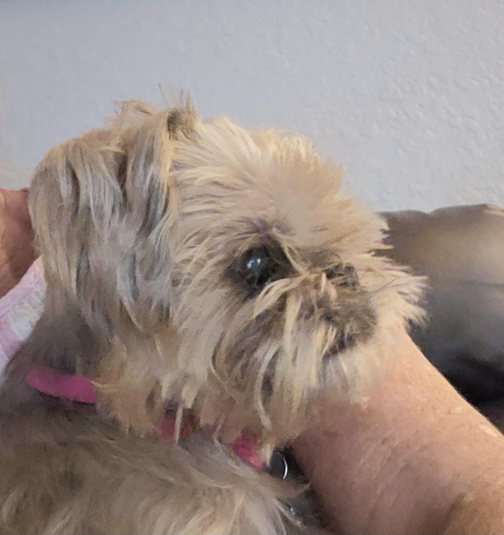 Enlarge Gigi, a Adoptable mixed breed in Weeki Wachee, FL image 2/6