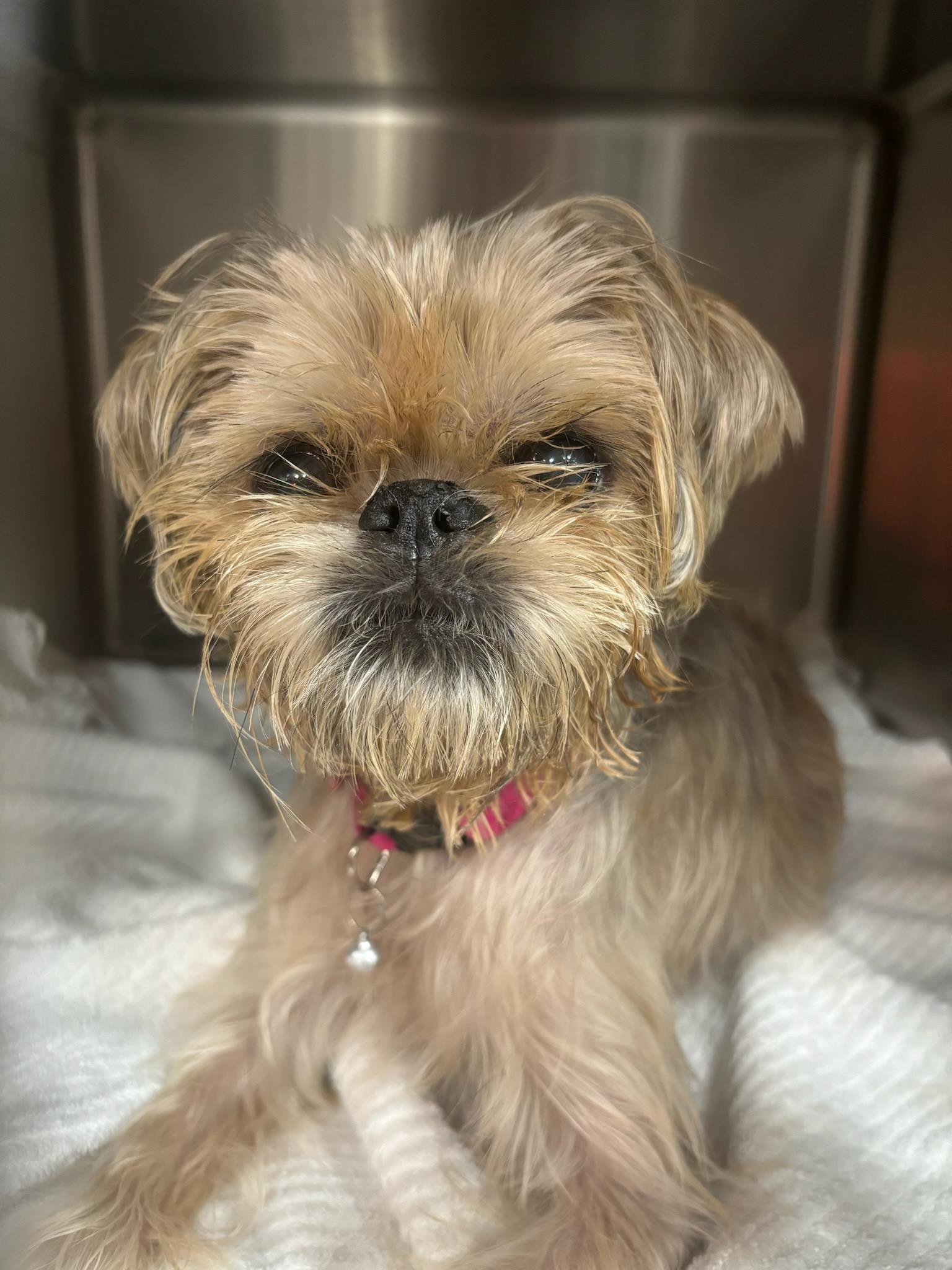 Enlarge Gigi, a Adoptable mixed breed in Weeki Wachee, FL image 3/6