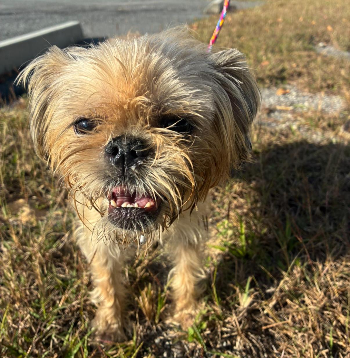 Enlarge Gigi, a Adoptable mixed breed in Weeki Wachee, FL image 5/6