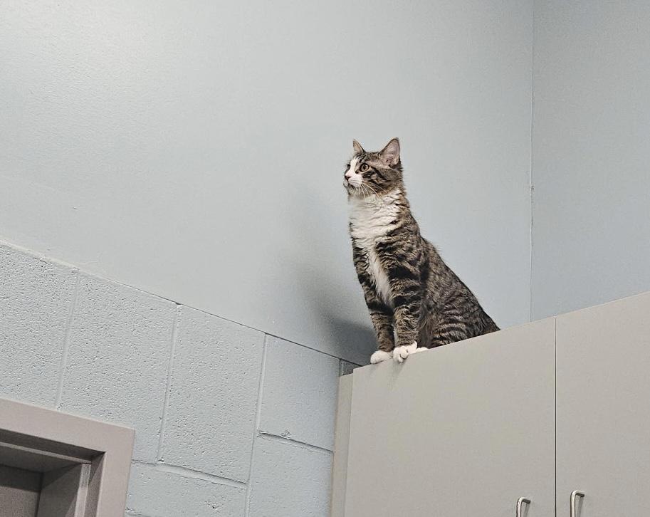 Enlarge Frankie, a Adopted Domestic Long Hair in Charlestown, RI image 3/5