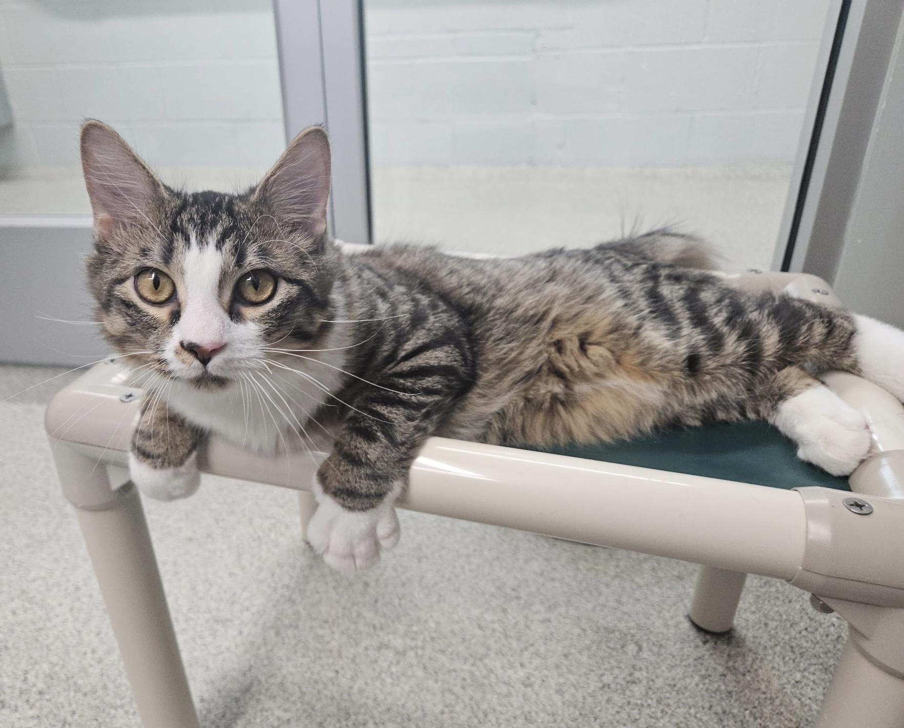 Frankie, Adopted, Adult Male Domestic Long Hair.