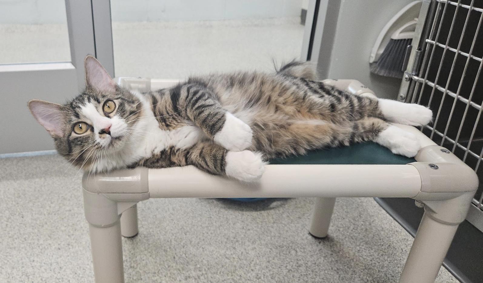 Enlarge Frankie, a Adopted Domestic Long Hair in Charlestown, RI image 4/5