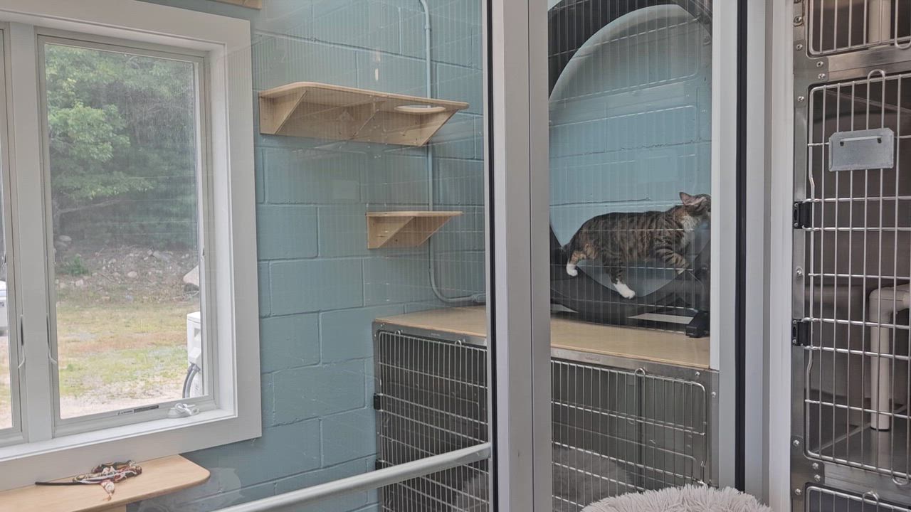 Enlarge Frankie, a Adopted Domestic Long Hair in Charlestown, RI video 5/5