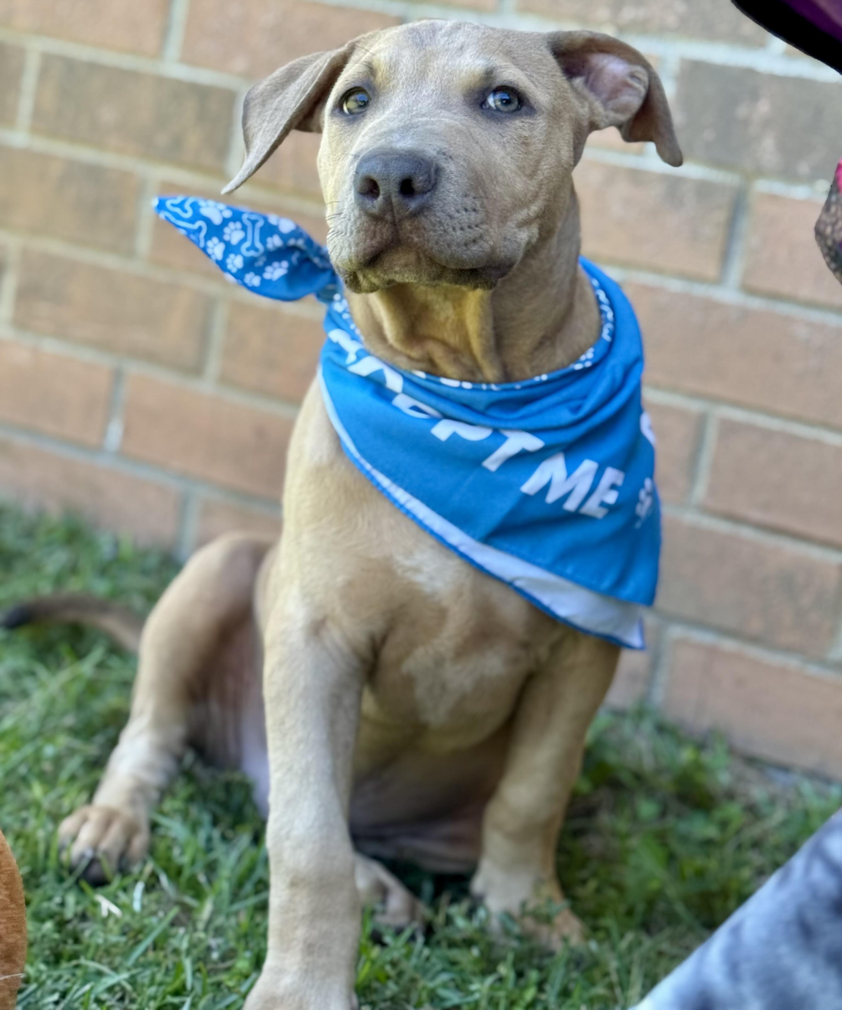 COWARDLY LION AKA “COWIE”….NOT COWARDLY AT ALL!!!!!, Adoptable, Puppy Male Labrador Retriever & Pit Bull Terrier.