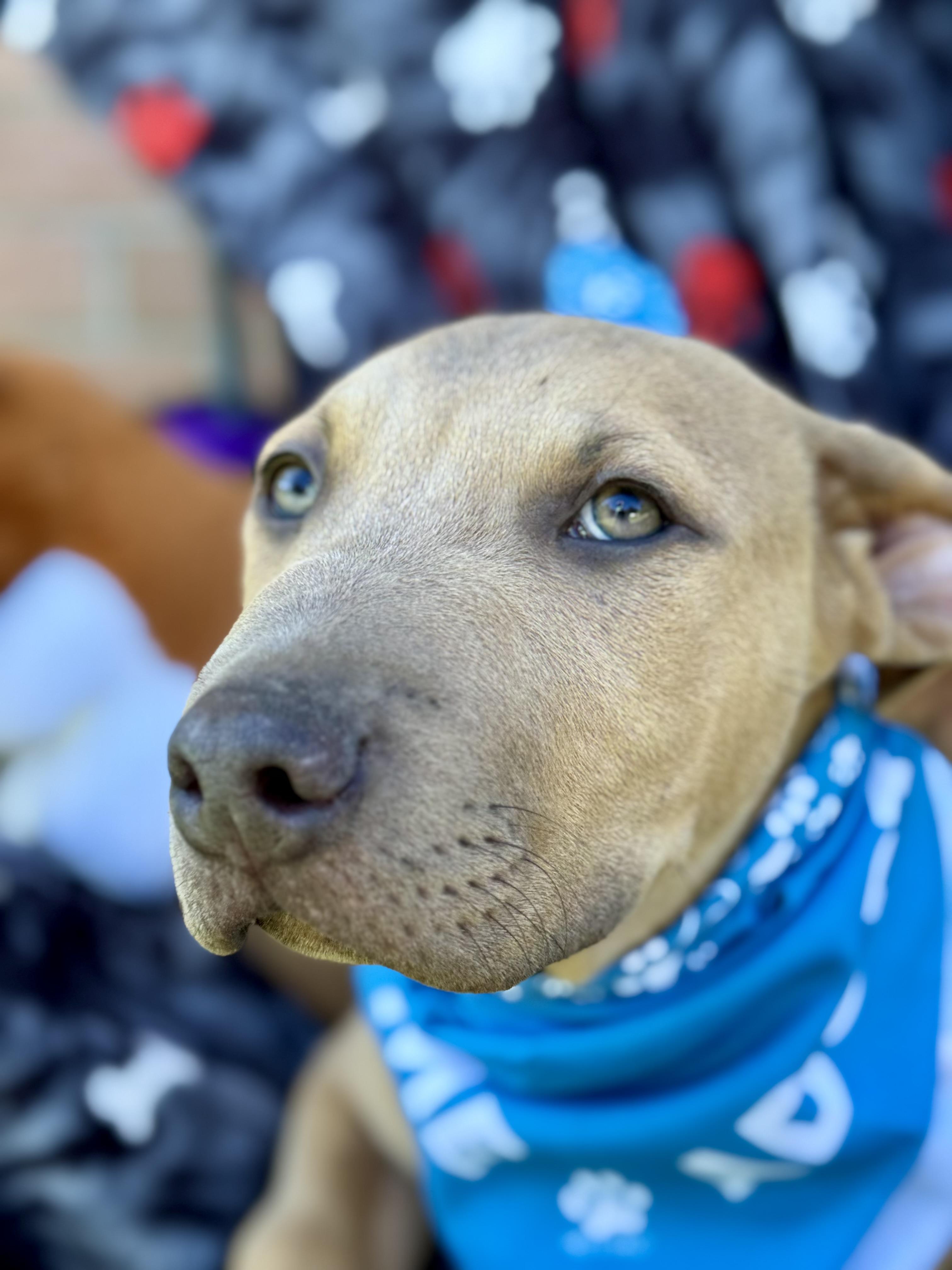 Enlarge COWARDLY LION AKA “COWIE”….NOT COWARDLY AT ALL!!!!!, a Adoptable mixed breed in Cantonment, FL image 2/6