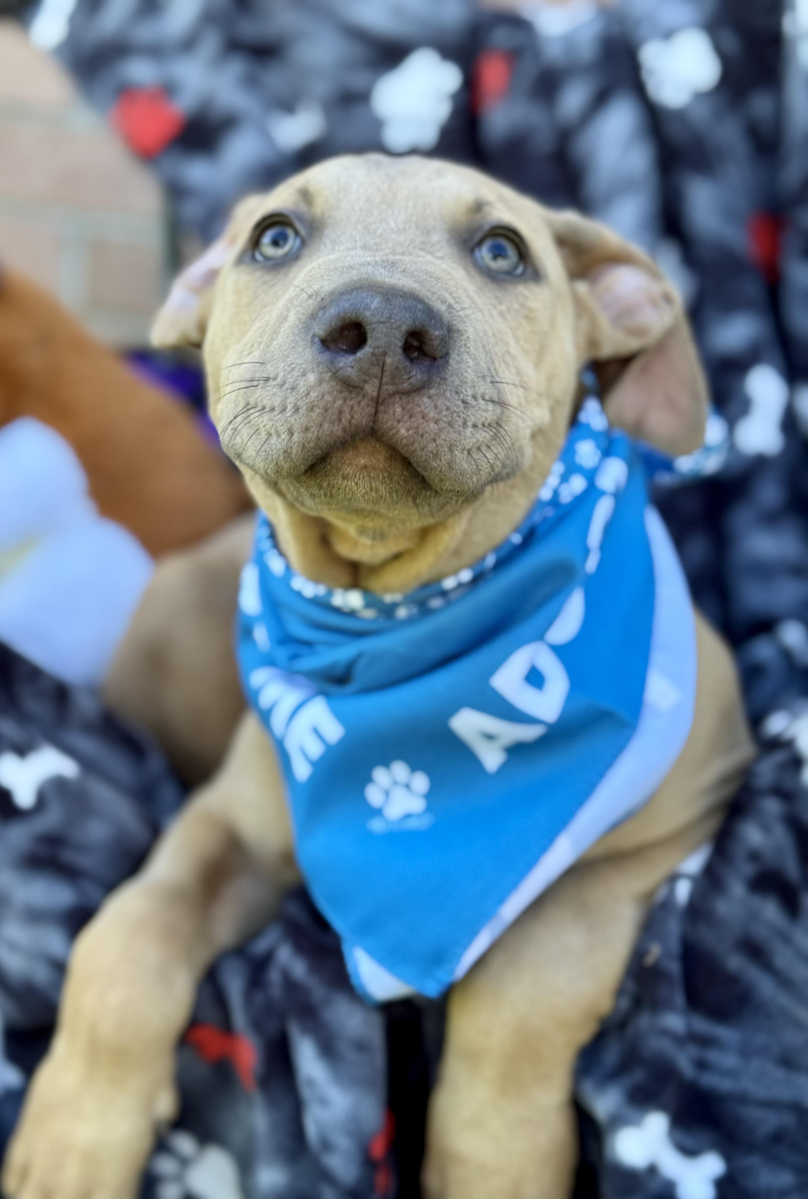 Enlarge COWARDLY LION AKA “COWIE”….NOT COWARDLY AT ALL!!!!!, a Adoptable mixed breed in Cantonment, FL image 3/6