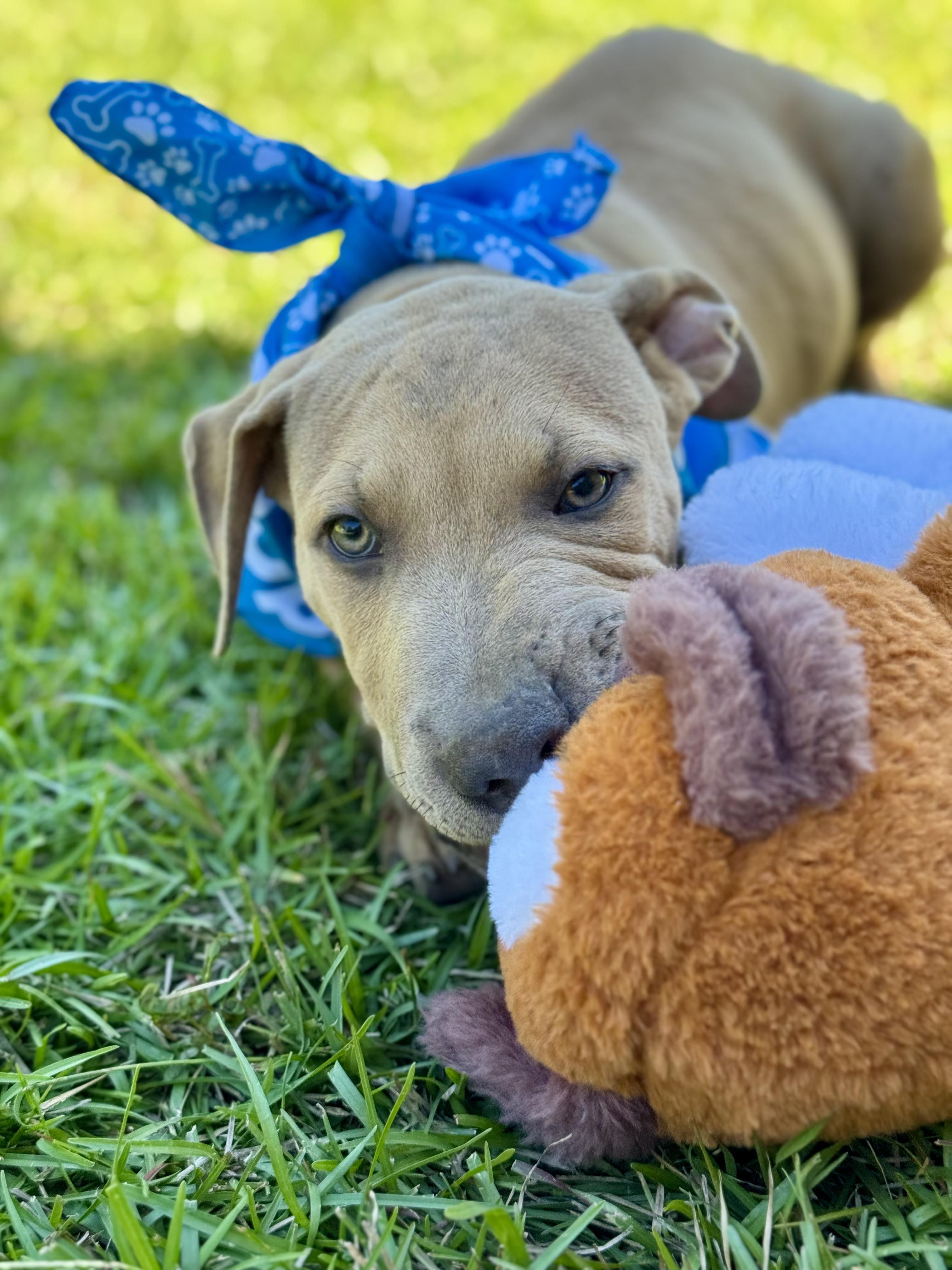 Enlarge COWARDLY LION AKA “COWIE”….NOT COWARDLY AT ALL!!!!!, a Adoptable mixed breed in Cantonment, FL image 4/6
