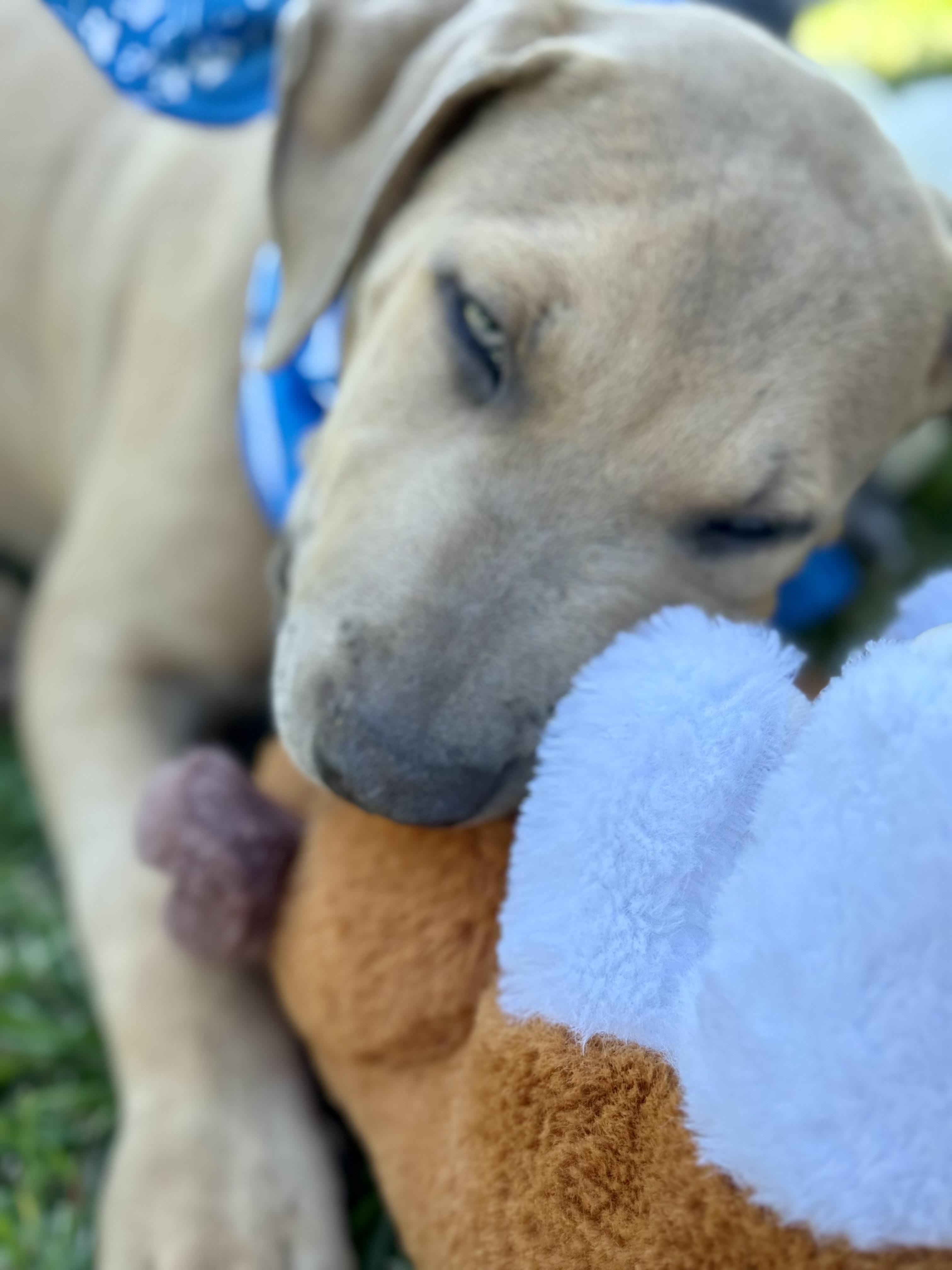 Enlarge COWARDLY LION AKA “COWIE”….NOT COWARDLY AT ALL!!!!!, a Adoptable mixed breed in Cantonment, FL image 5/6