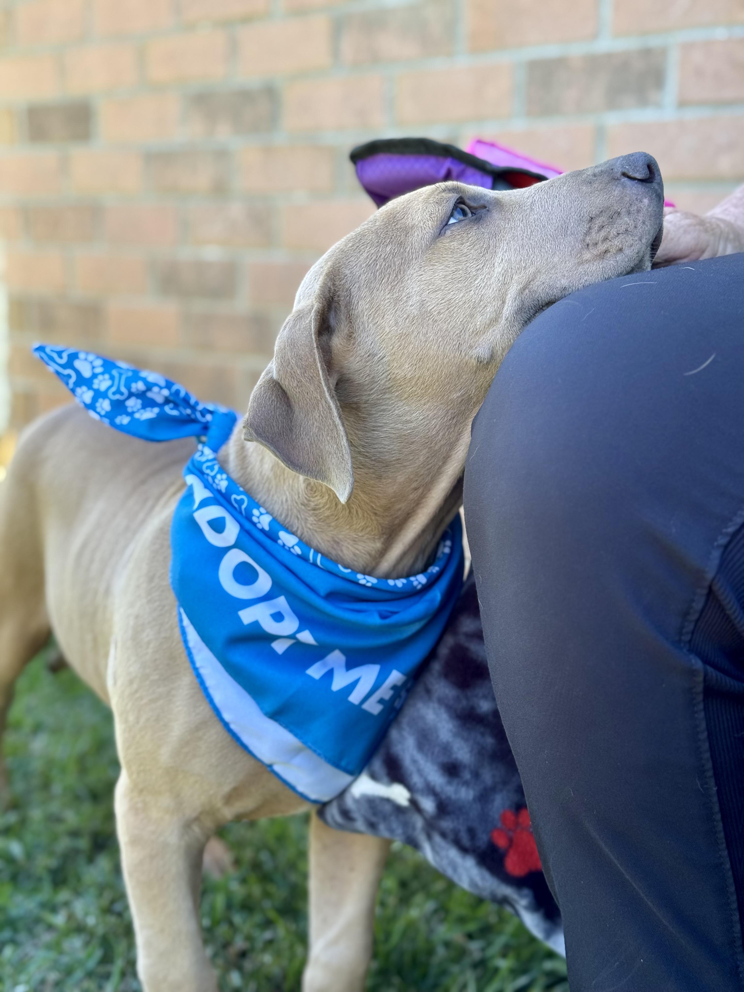 Enlarge COWARDLY LION AKA “COWIE”….NOT COWARDLY AT ALL!!!!!, a Adoptable mixed breed in Cantonment, FL image 6/6