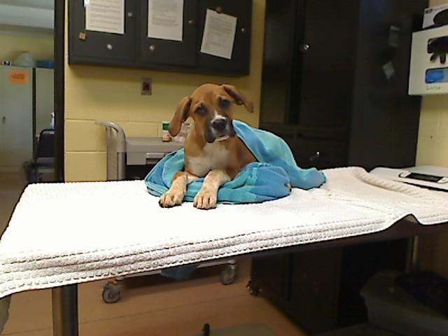 Enlarge KEVIN, a Adoptable mixed breed in Cookeville, TN image 1/1