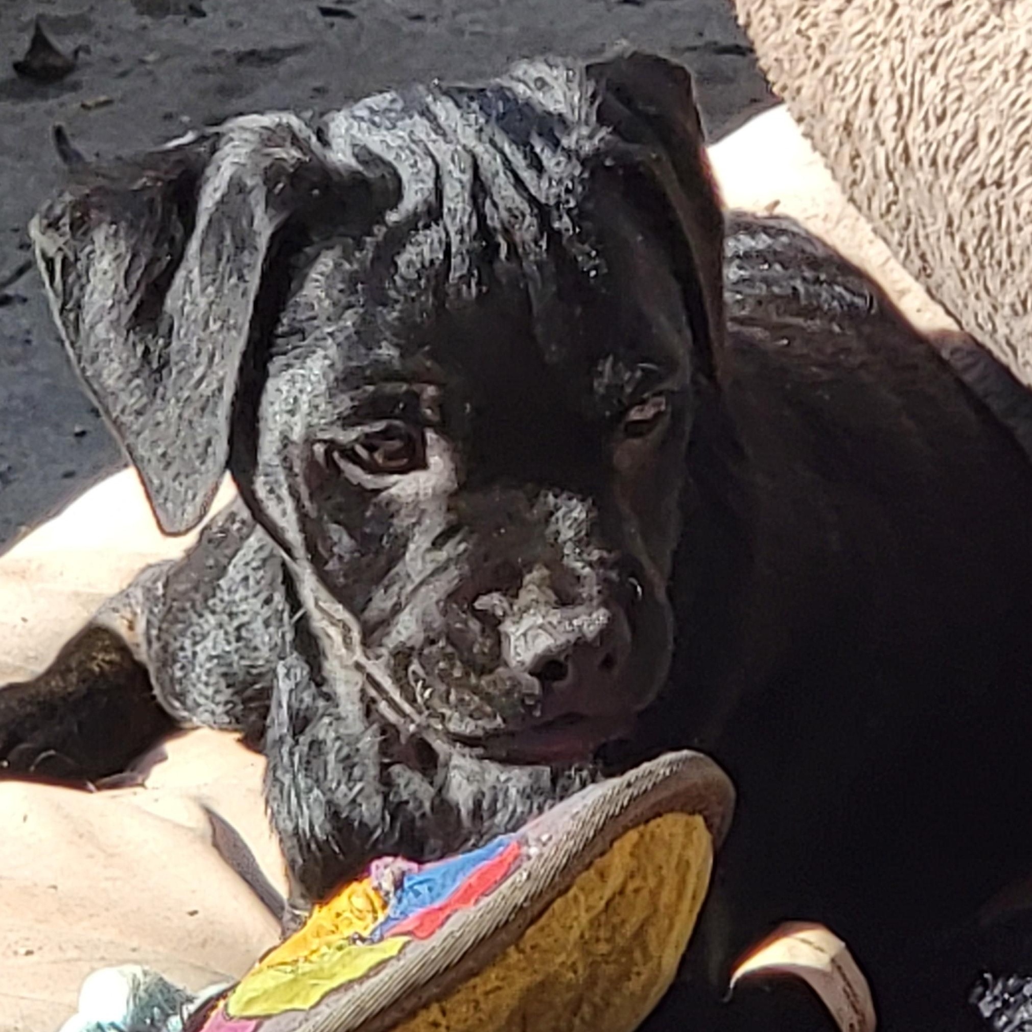 Pablo, ADOPTABLE, Puppy Male Mixed Breed & Pug.
