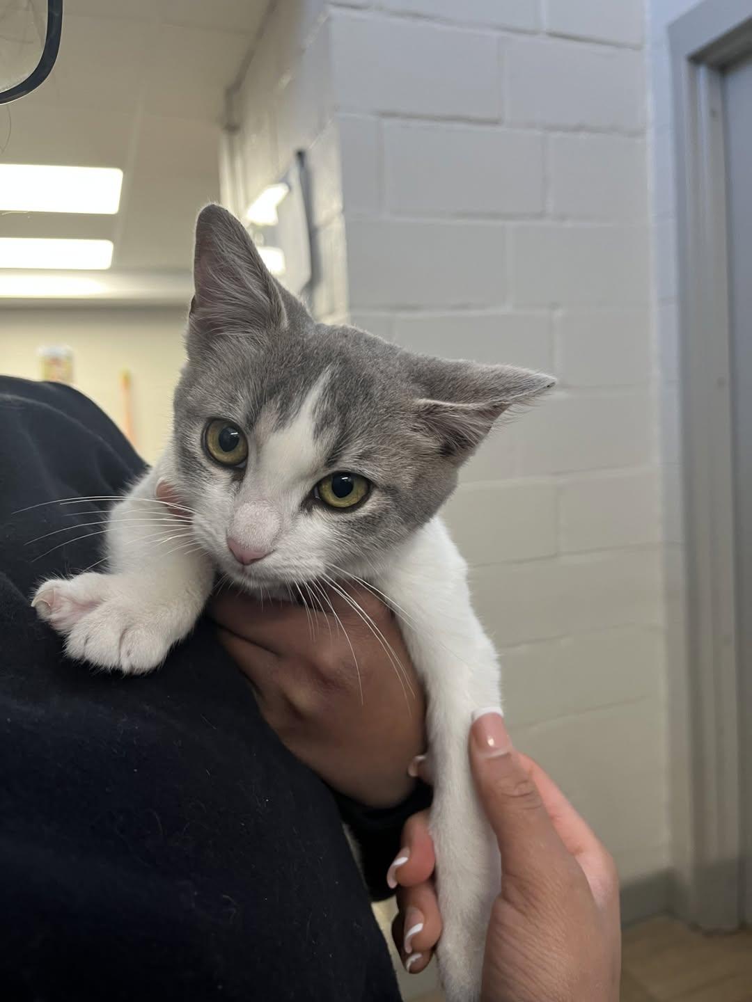 Enlarge Aloha, a Adopted Domestic Short Hair in Rowlett, TX image 1/1