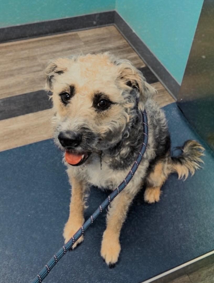 Bell, a ADOPTABLE mixed breed in Philadelphia, PA image 3/6