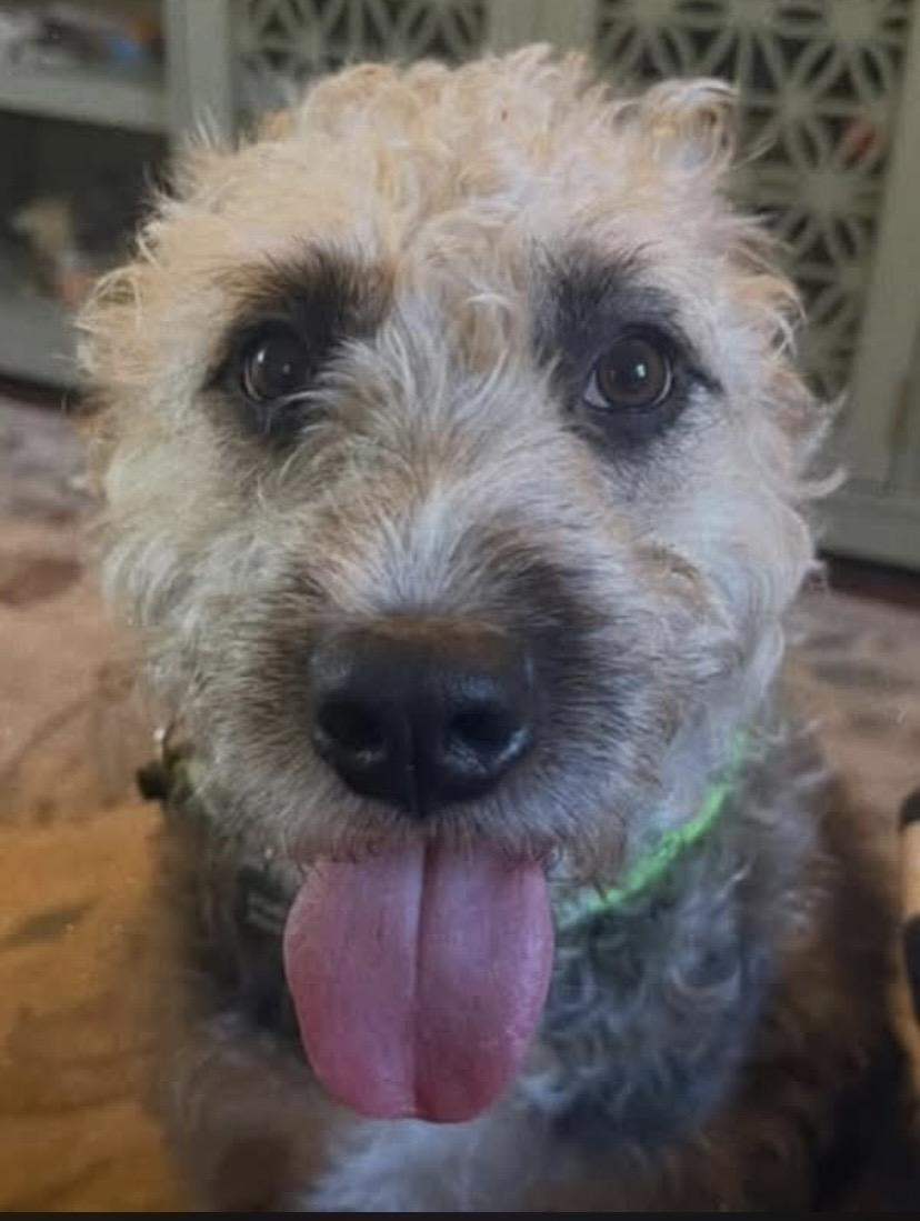 Bell, a ADOPTABLE mixed breed in Philadelphia, PA image 6/6