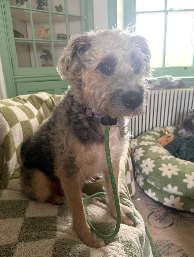 Bell, ADOPTABLE, Adult Female Border Terrier & Poodle.