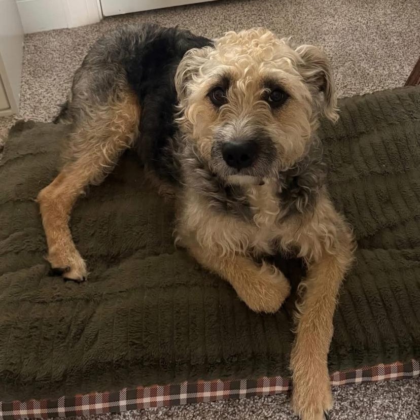 Bell, ADOPTABLE, Adult Female Border Terrier & Poodle.