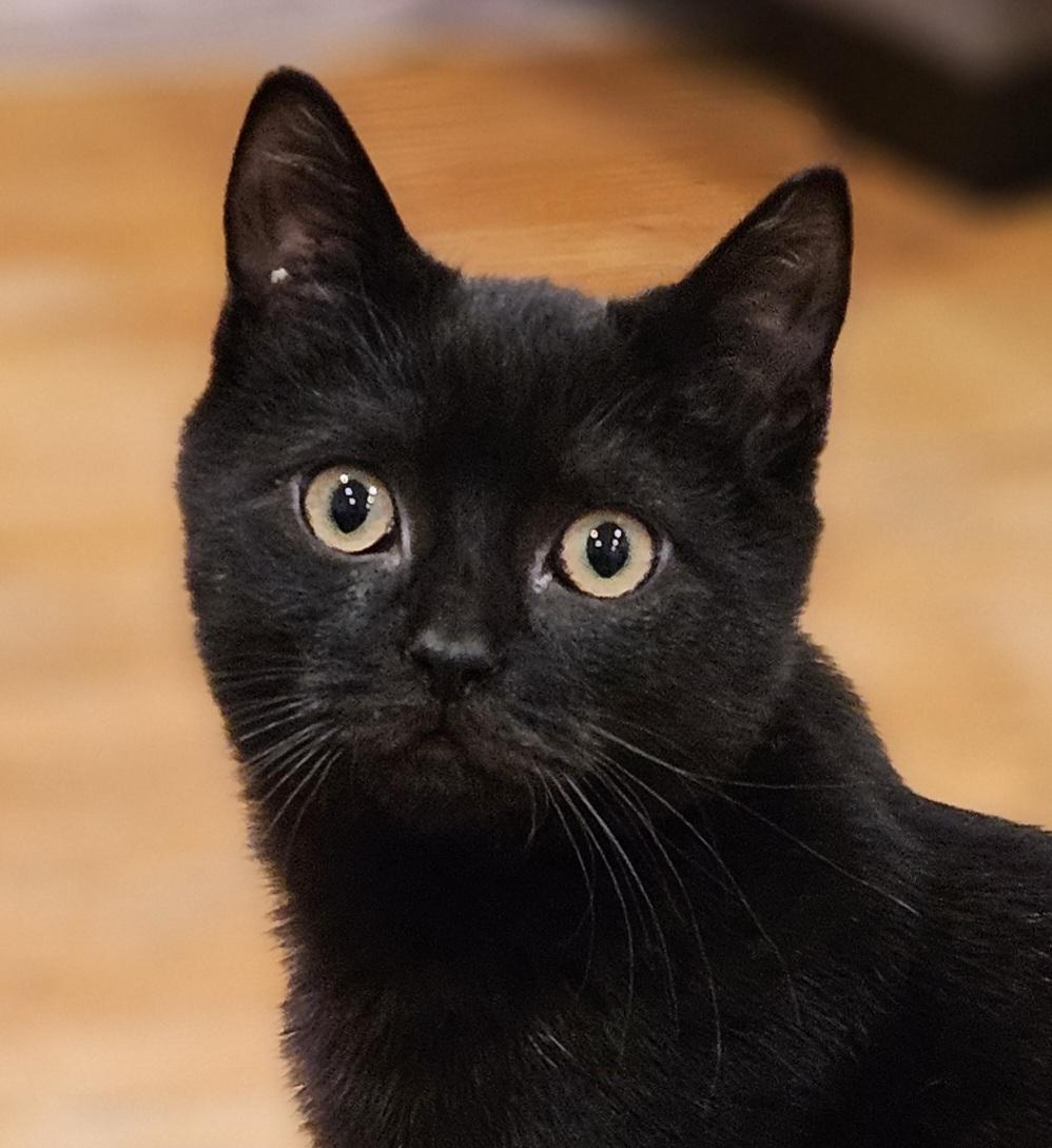 Truffle, ADOPTABLE, Kitten Male Domestic Short Hair.