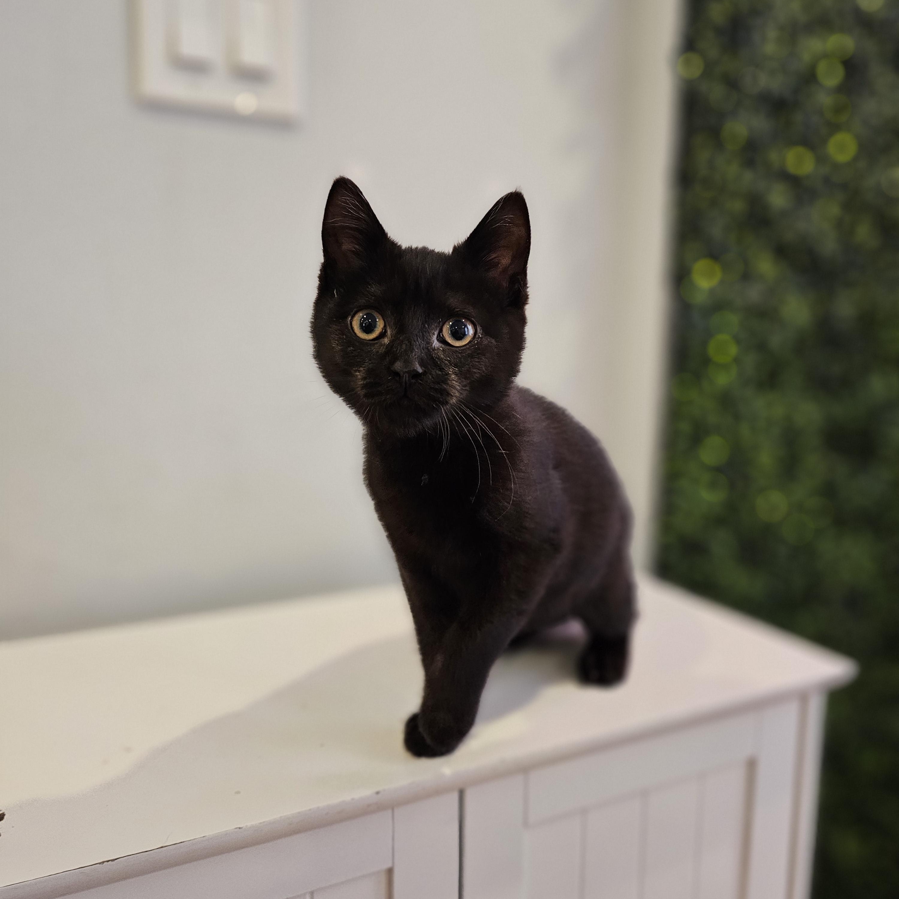 Truffle, a ADOPTABLE Domestic Short Hair in Philadelphia, PA image 4/5