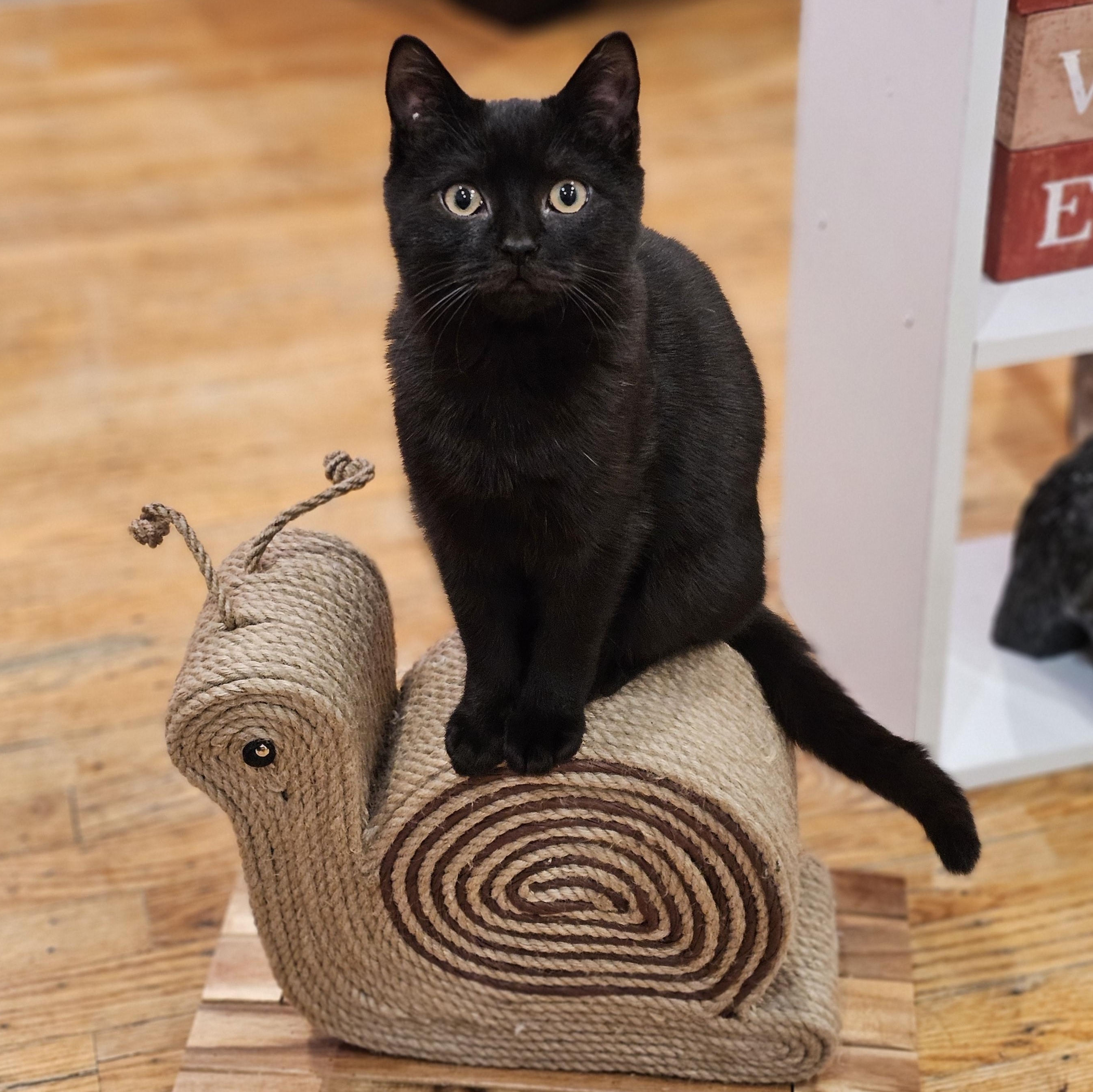 Enlarge Truffle, a ADOPTABLE Domestic Short Hair in Philadelphia, PA image 2/5