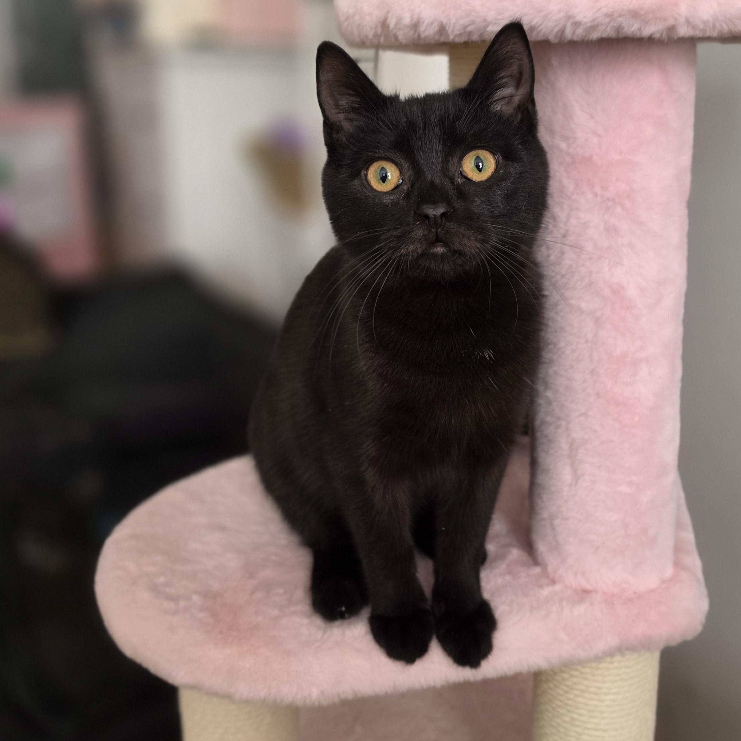 Truffle, ADOPTABLE, Kitten Male Domestic Short Hair.