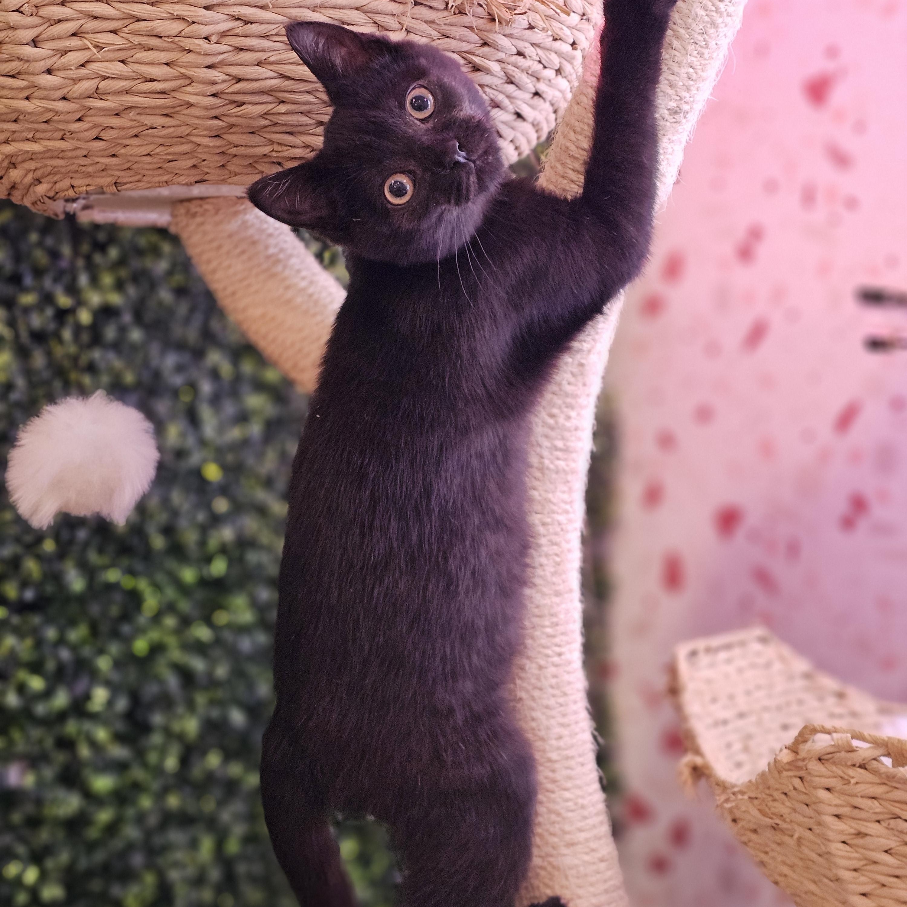 Truffle, a ADOPTABLE Domestic Short Hair in Philadelphia, PA image 2/5