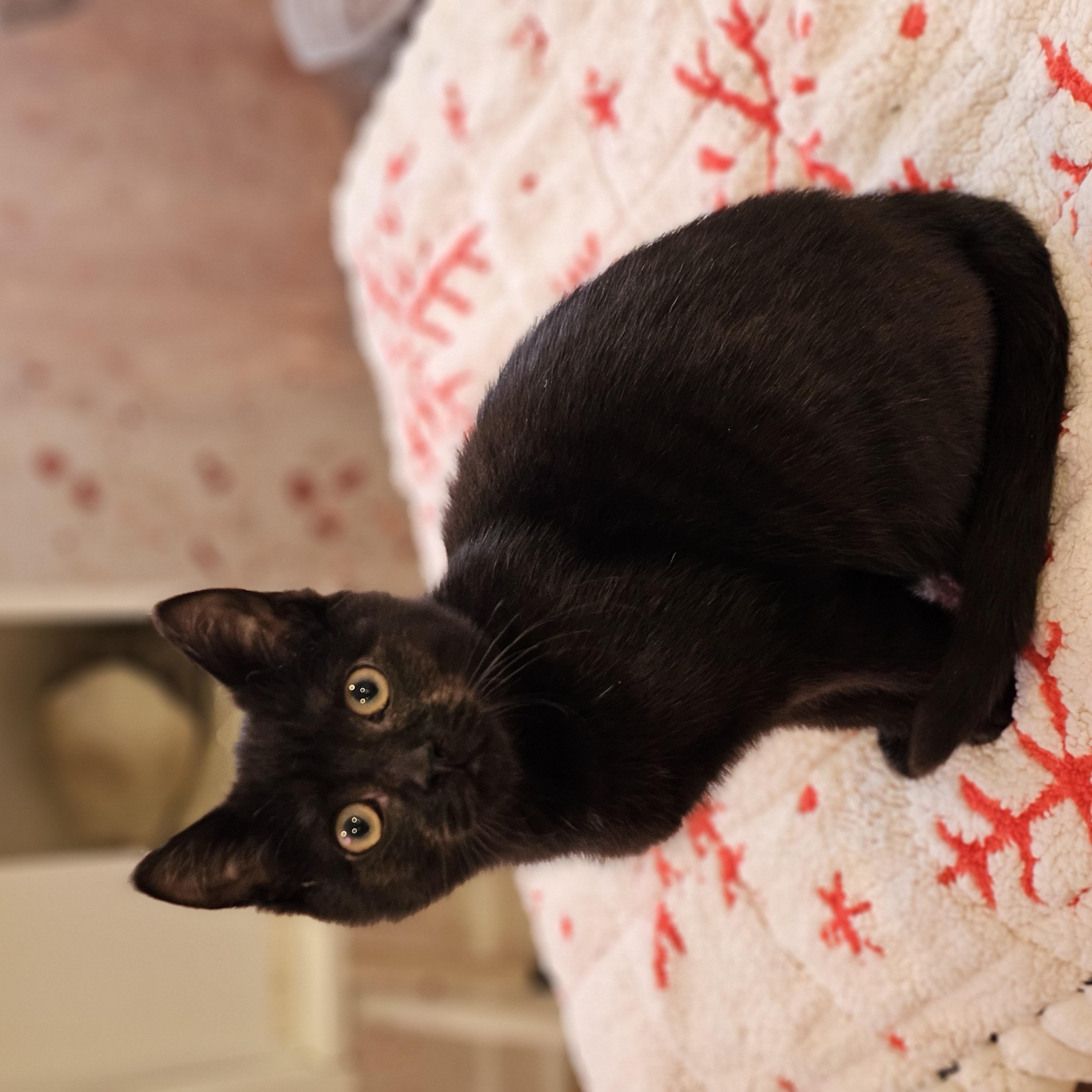 Truffle, a ADOPTABLE Domestic Short Hair in Philadelphia, PA image 5/5