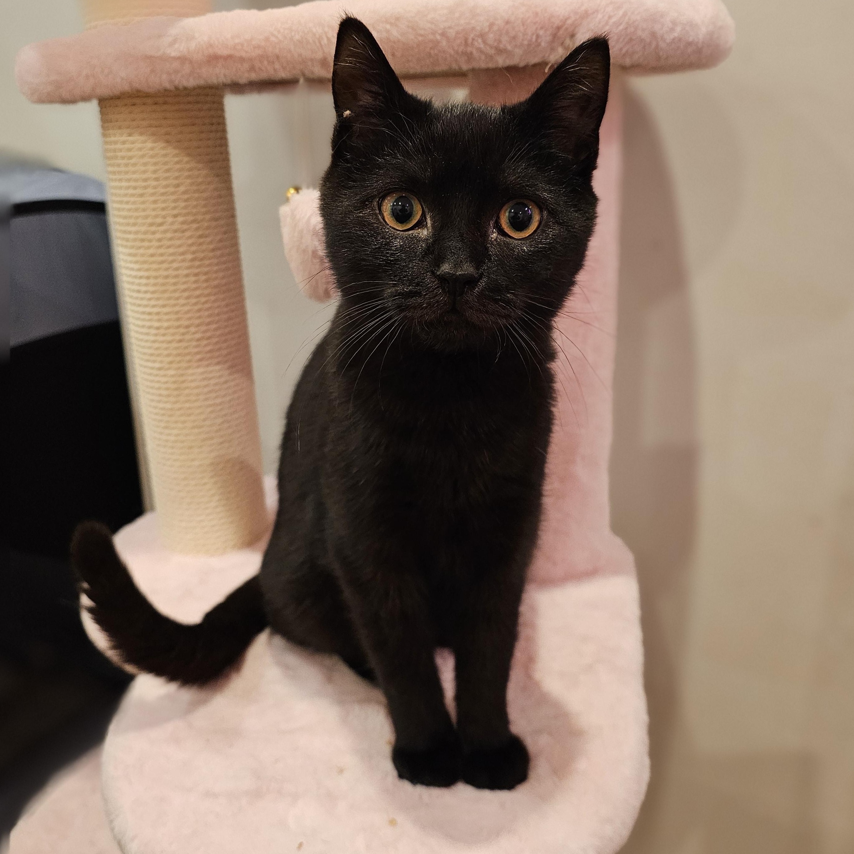 Enlarge Truffle, a ADOPTABLE Domestic Short Hair in Philadelphia, PA image 4/5