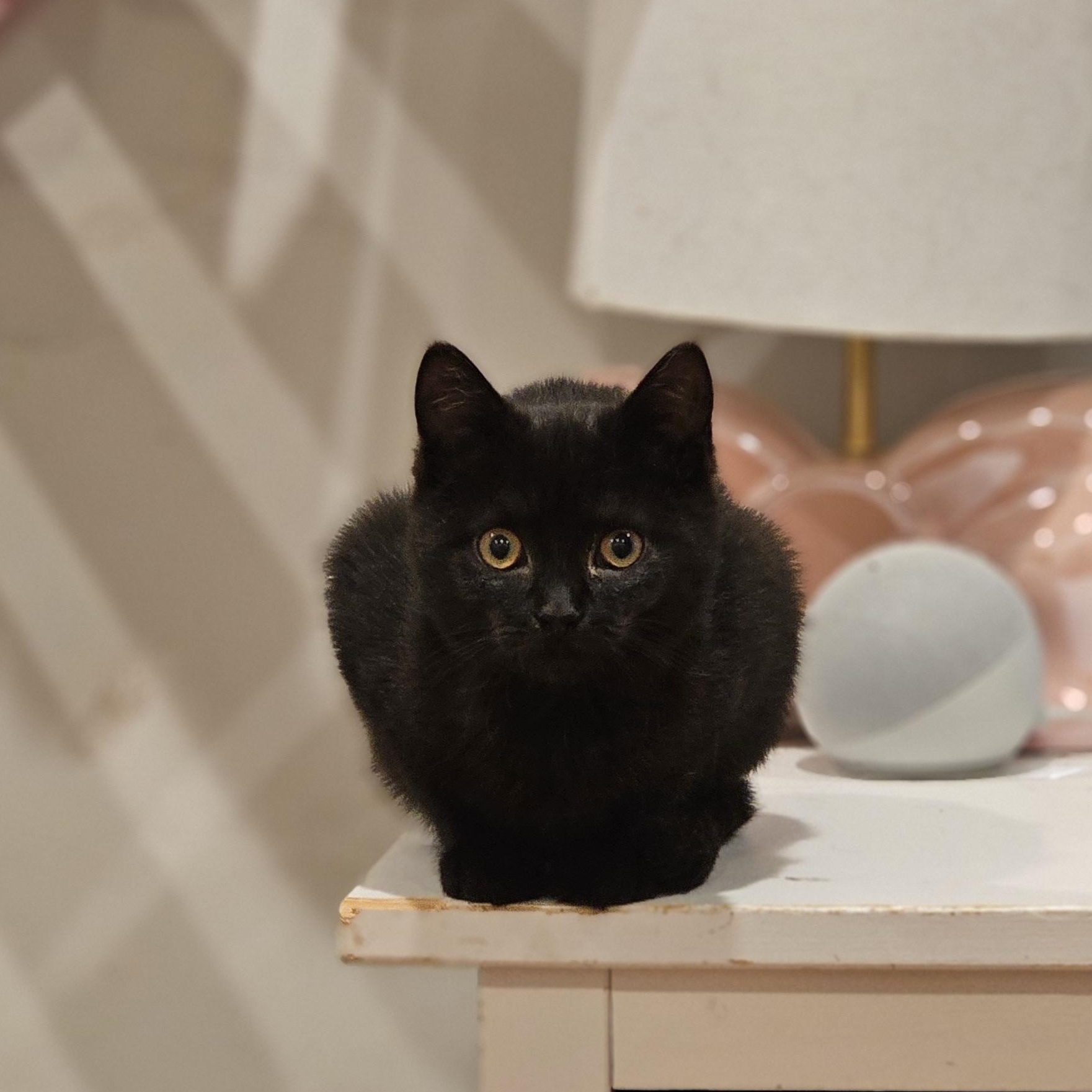 Truffle, a ADOPTABLE Domestic Short Hair in Philadelphia, PA image 3/5