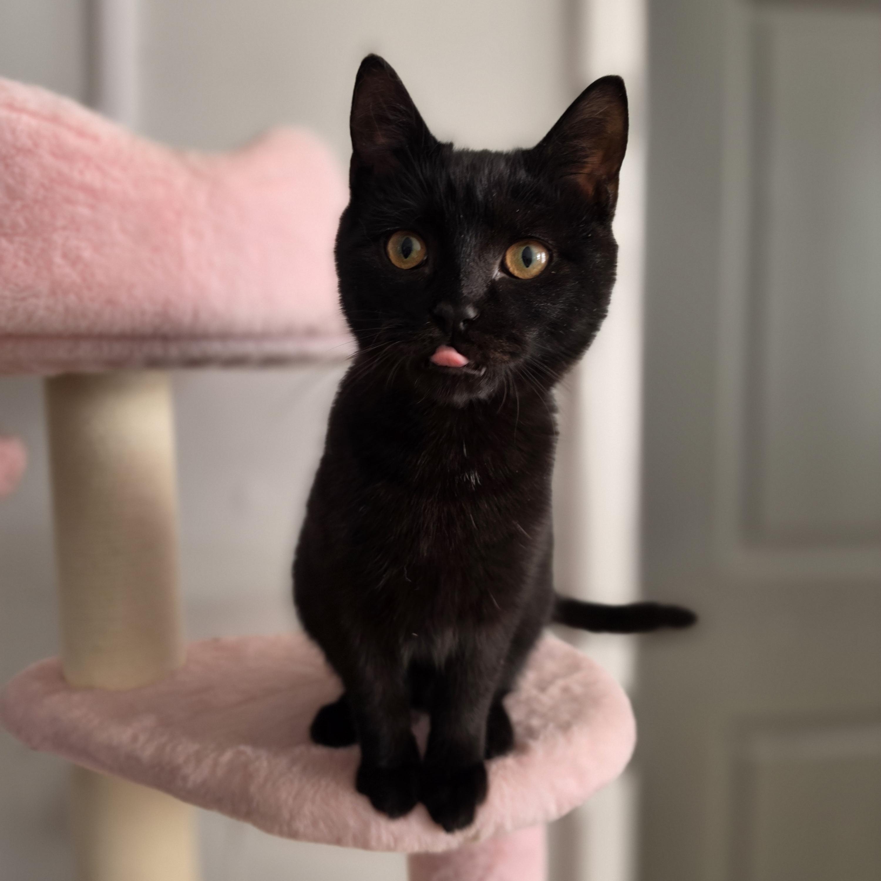 Enlarge Truffle, a ADOPTABLE Domestic Short Hair in Philadelphia, PA image 3/5