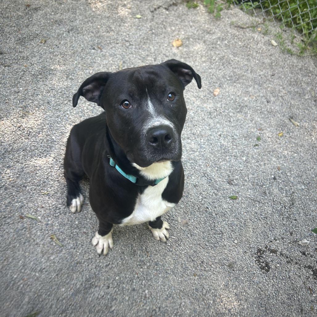 Enlarge Axel, a Adoptable mixed breed in Greenville, PA image 1/6