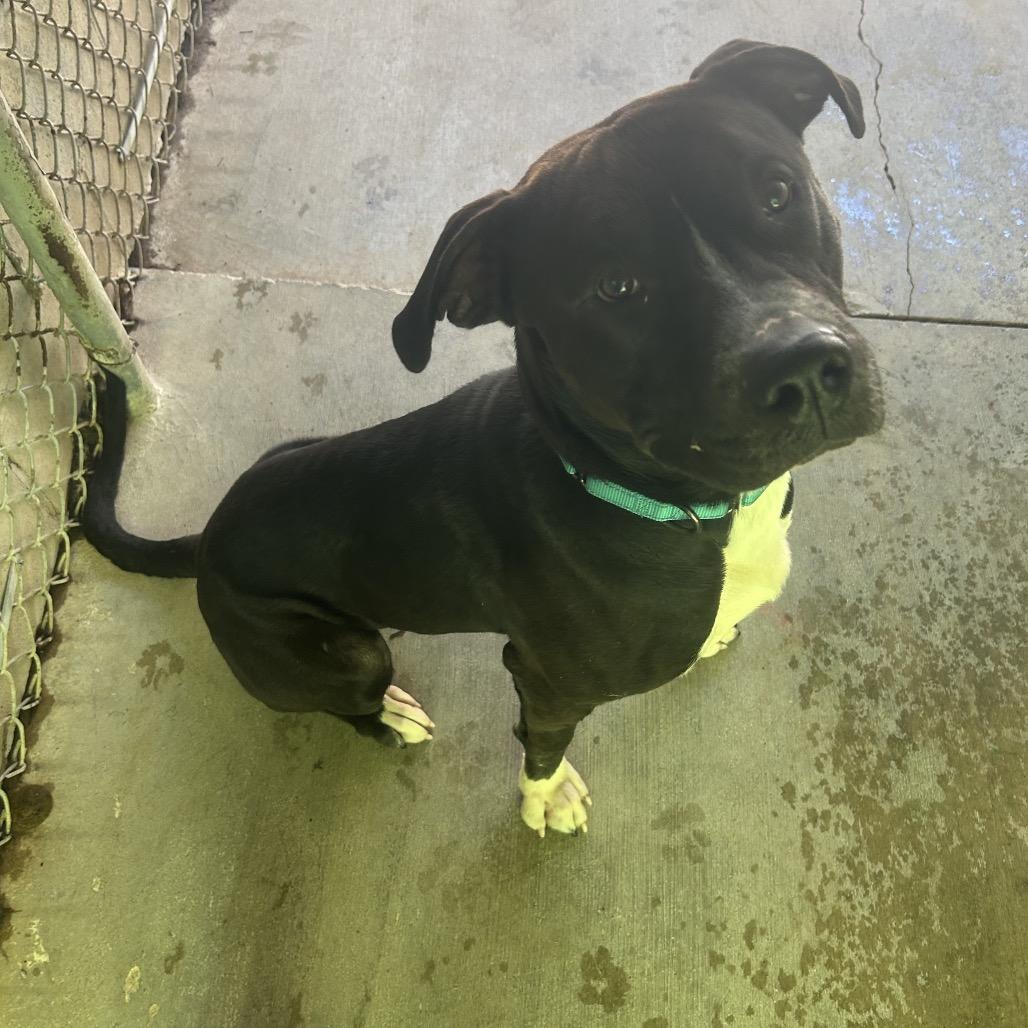 Axel #1, Adoptable, Adult Male Pit Bull Terrier & Mixed Breed.