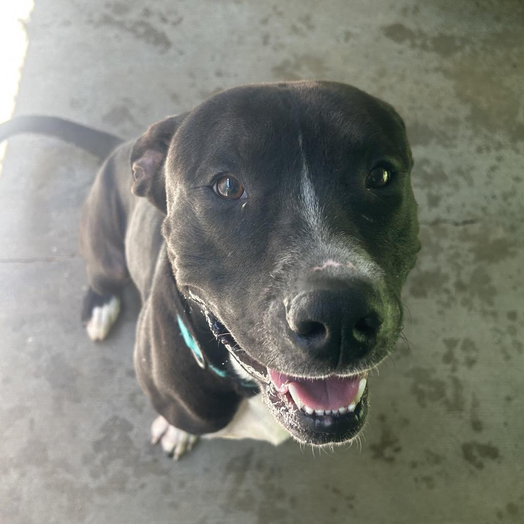 Enlarge Axel #1, a Adoptable mixed breed in Greenville, PA image 2/4