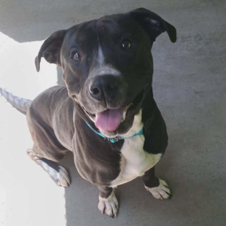 Enlarge Axel #1, a Adoptable mixed breed in Greenville, PA image 3/4