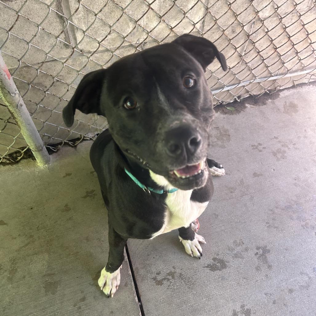 Enlarge Axel #1, a Adoptable mixed breed in Greenville, PA image 4/4