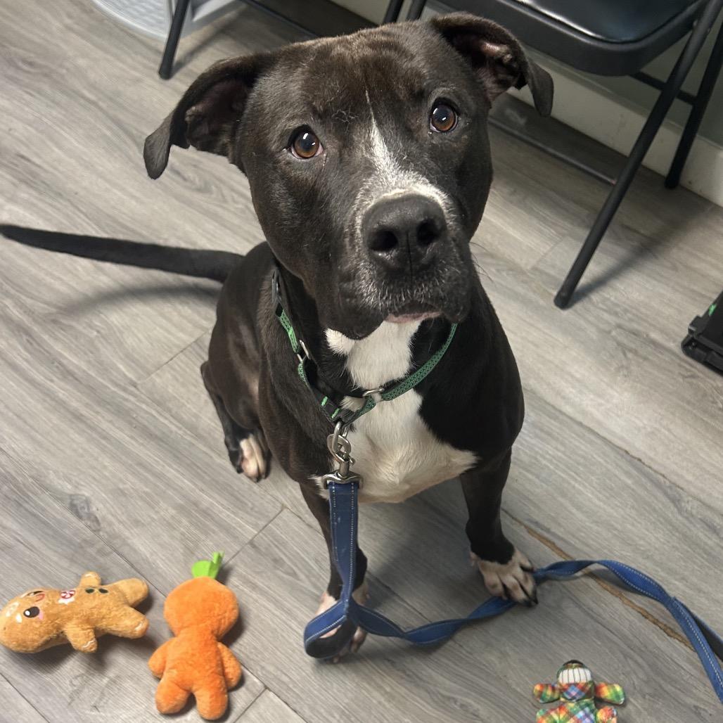 Enlarge Axel, a Adoptable mixed breed in Greenville, PA image 6/6