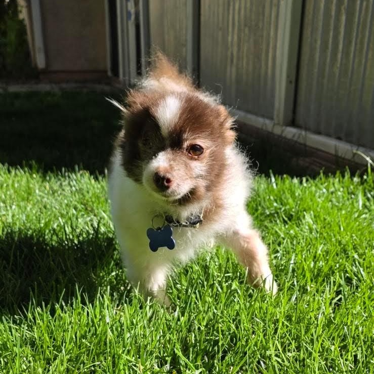 Enlarge Mochi, a ADOPTABLE Pomeranian in St. George, UT image 2/5