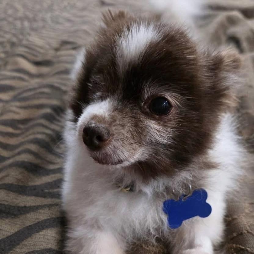Enlarge Mochi, a ADOPTABLE Pomeranian in St. George, UT image 5/5